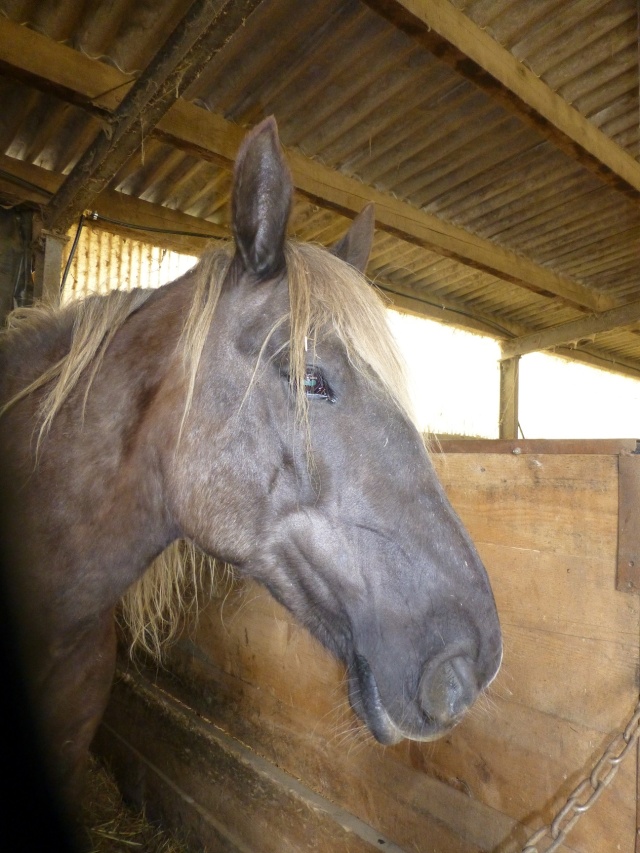 LOUISE - ONC x Comtois née en 2002 - adoptée en janvier 2017 par Mélanie P1020935