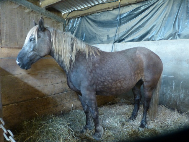 LOUISE - ONC x Comtois née en 2002 - adoptée  en janvier 2017 par Mélanie  P1020937