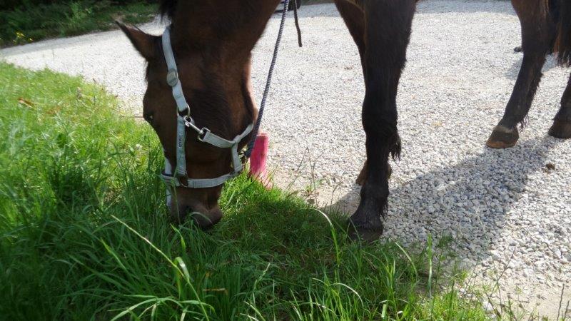 LEGENDE - ponette ONC née en 1999 - adoptée en février 2014 par lune Unnam150