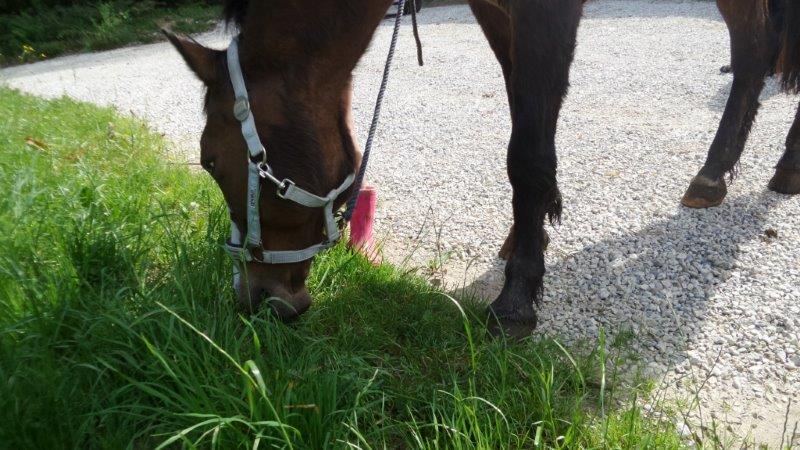 LEGENDE - ponette ONC née en 1999 - adoptée en février 2014 par lune  Unnam150