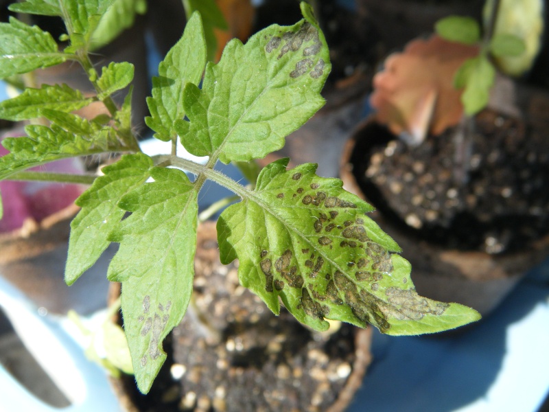 Good grief, my tomato seedlings have a disease already?  Help...  please. Diseas10