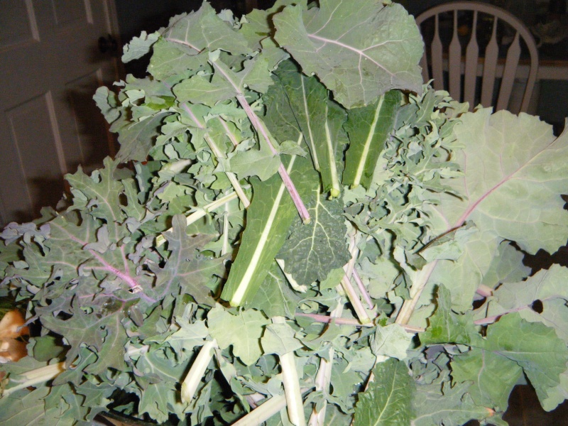 What are you eating from your garden today? - Page 6 Kale_210