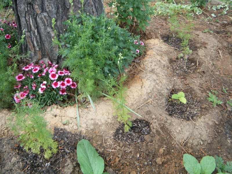 Garlic - SFG Garden - Fayetteville, GA  2015 - Page 2 Terrac10