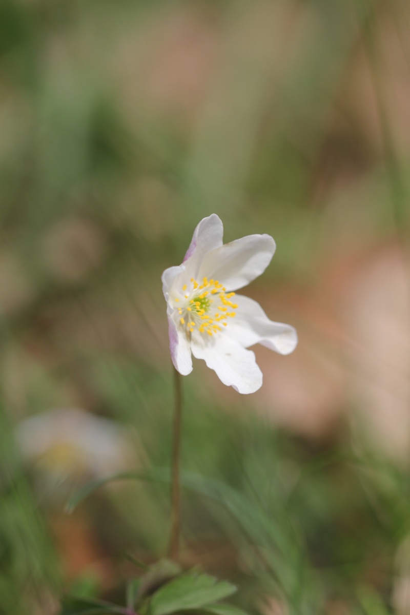 Pulsatilles et Jonquilles, un week-end d'Avril en Alsace... Img_1511