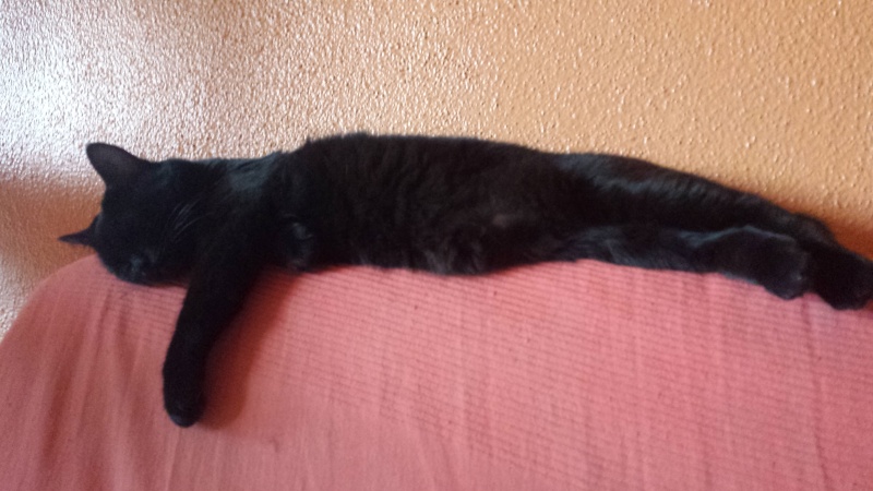  KITKAT, européenne noire, 2 ans  -F - Page 3 20150418