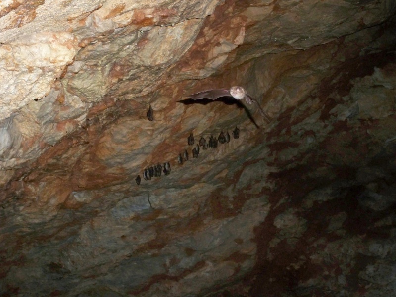 Espeleología: sábado 18 de abril 2015 - Cueva de la Bruja (Guadalajara) 009_mu10