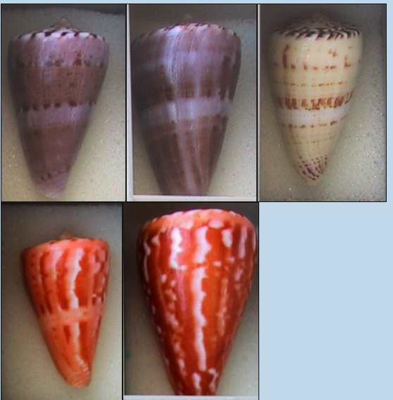 Conus (Dauciconus) norai (da Motta & Raybaudi Massilia, 1992) - Page 2 Image210