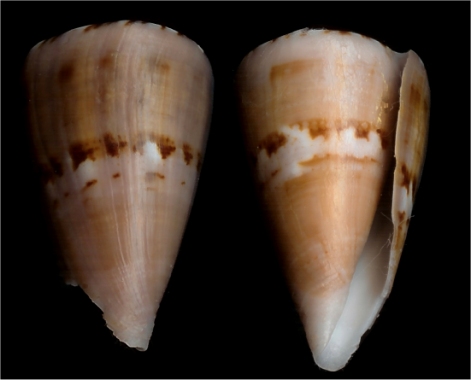 Conus (Dauciconus) norai (da Motta & Raybaudi Massilia, 1992) - Page 2 Norai312