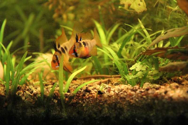 Présentation de mon aquarium (240L) Img_9814