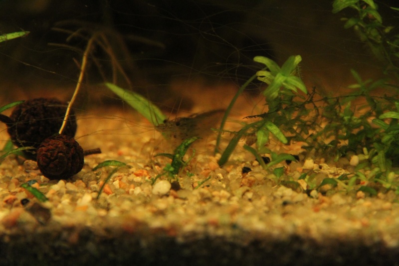 Présentation de mon aquarium (240L) Img_9815