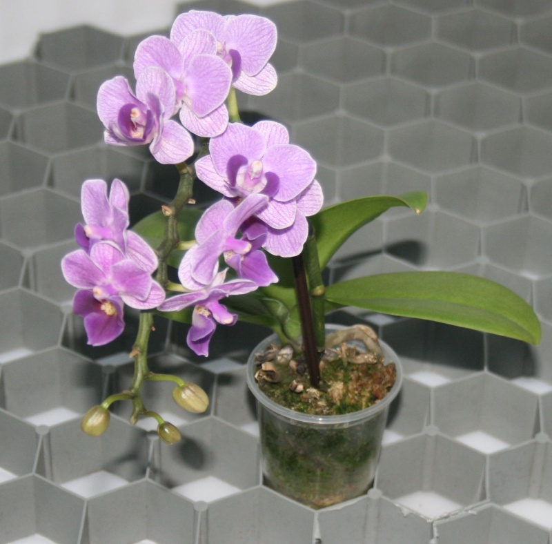 preiswerte Orchideenwanne Wann210