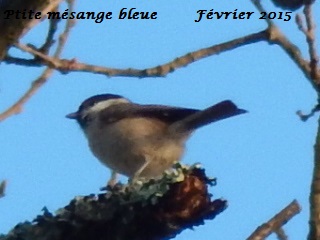 Ma première mésange nonette !!!  Rscn3310