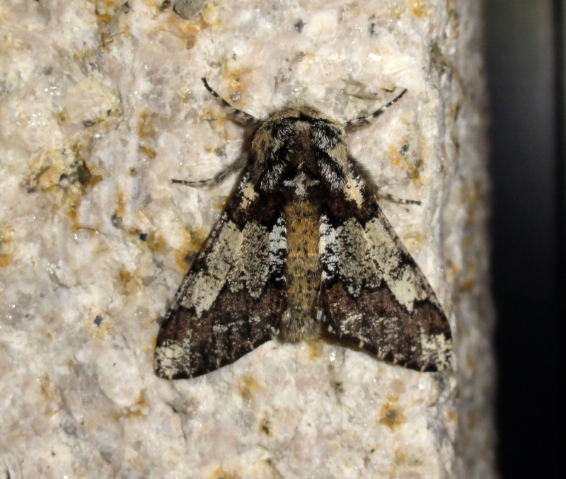 eupithecia - Soirée du 25/03 : Orthosia cerasi, incerta, cruda, gothica, Selenia, Biston, Diurnea, Agonopterix, Eupithecia, Conistra Biston10