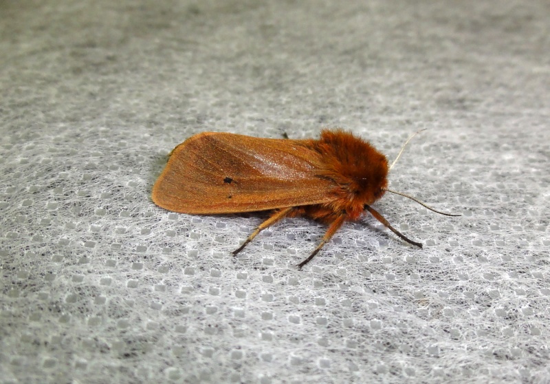 Soirées du 12/04 et 13/04 - Kervignac VT89 : Phragmatobia, Peridroma, Drymonia, Diaphora, Agrotis, Gymnoscelis, Saturnia Dsc02714