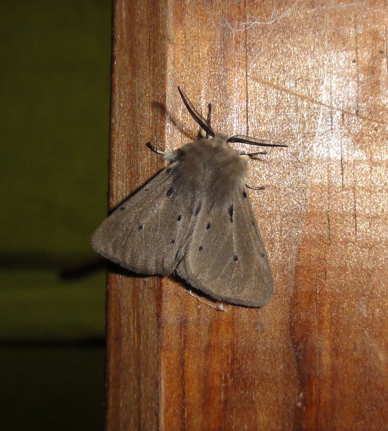 Soirées du 12/04 et 13/04 - Kervignac VT89 : Phragmatobia, Peridroma, Drymonia, Diaphora, Agrotis, Gymnoscelis, Saturnia Dsc02718