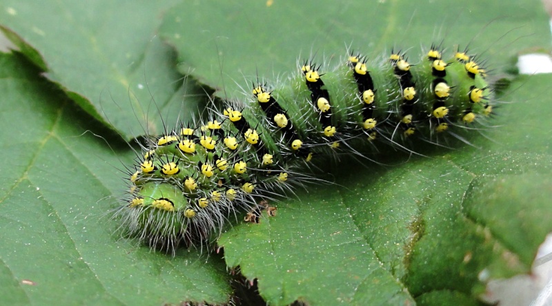 Chenilles, Naissances de Saturnia pavonia, Dsc03611