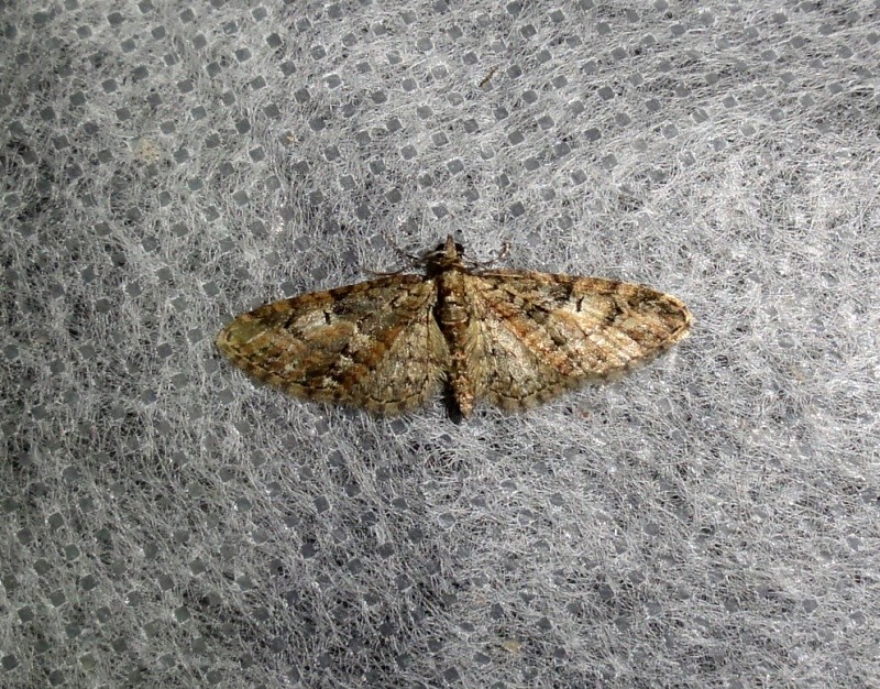 eupithecia - Soirée du 25/03 : Orthosia cerasi, incerta, cruda, gothica, Selenia, Biston, Diurnea, Agonopterix, Eupithecia, Conistra Eupith11