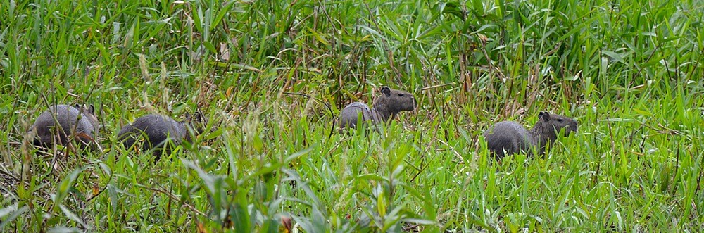 le capibara Dsc_0011