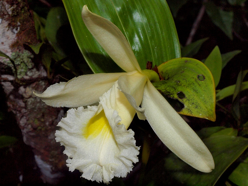 Sobralia macrophylla P3137112