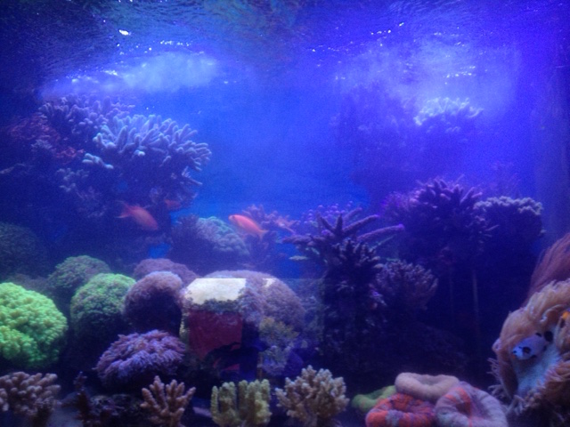 Coral Balance de Fauna Marin Img_6017