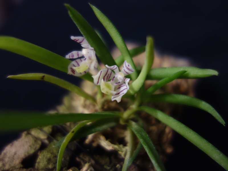 Trichoglottis pusilla Dsc03712