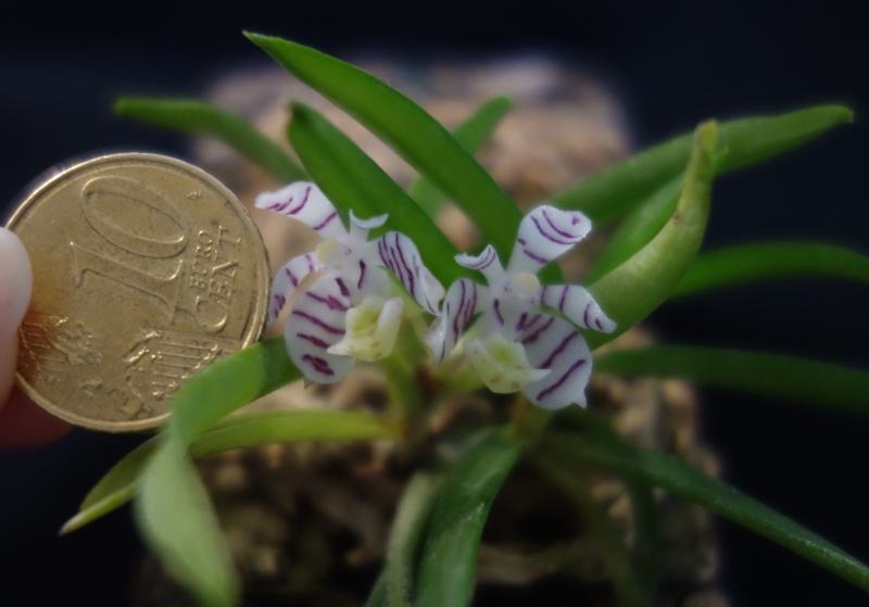 Trichoglottis pusilla Dsc03713