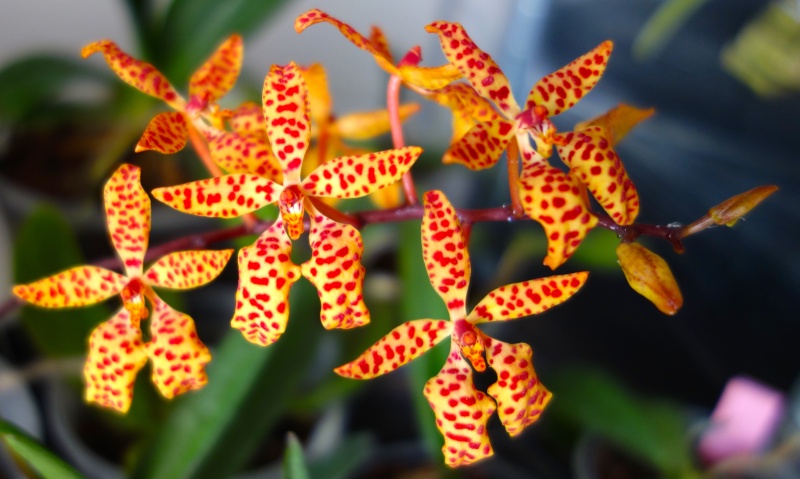 Renanthera monachica Dsc03810