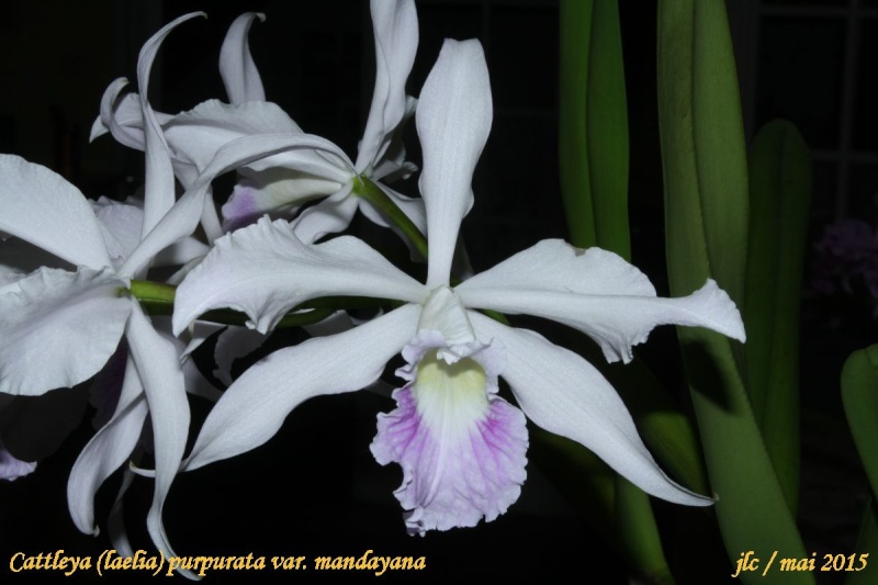 Cattleya (Laelia) purpurata f. mandayana Cattle36