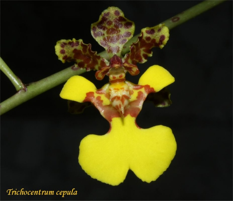 Trichocentrum (Oncidium) ceboletta ??? Image110