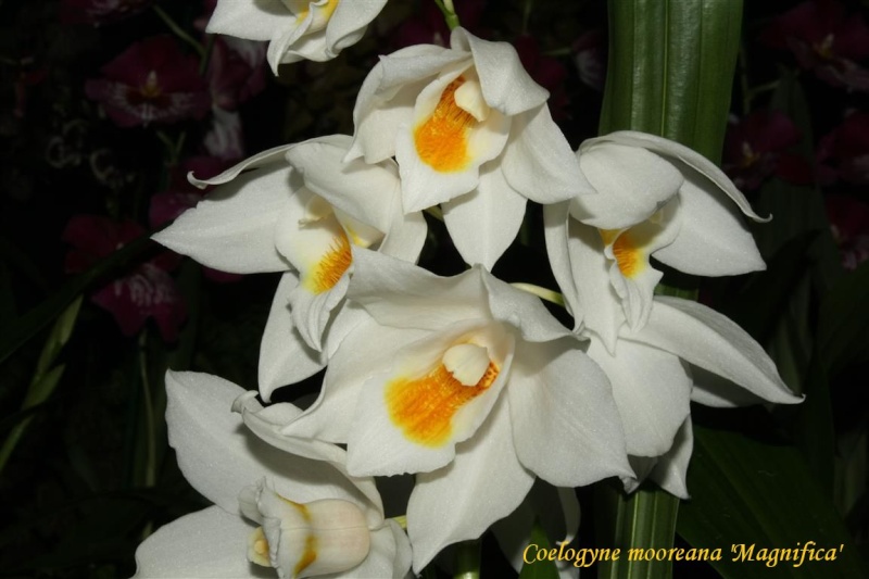 17th European Orchid Show (EOC) and Conference London / Londres 2015 (9 au 12 avril) - Page 2 Img_0330