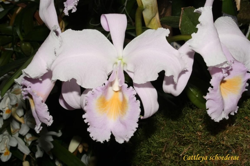 17th European Orchid Show (EOC) and Conference London / Londres 2015 (9 au 12 avril) - Page 2 Img_0334