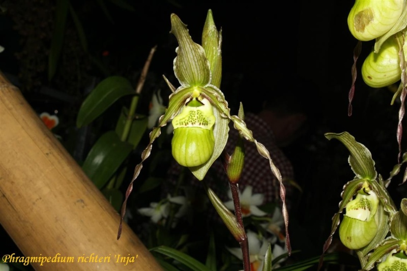 17th European Orchid Show (EOC) and Conference London / Londres 2015 (9 au 12 avril) - Page 2 Img_0341