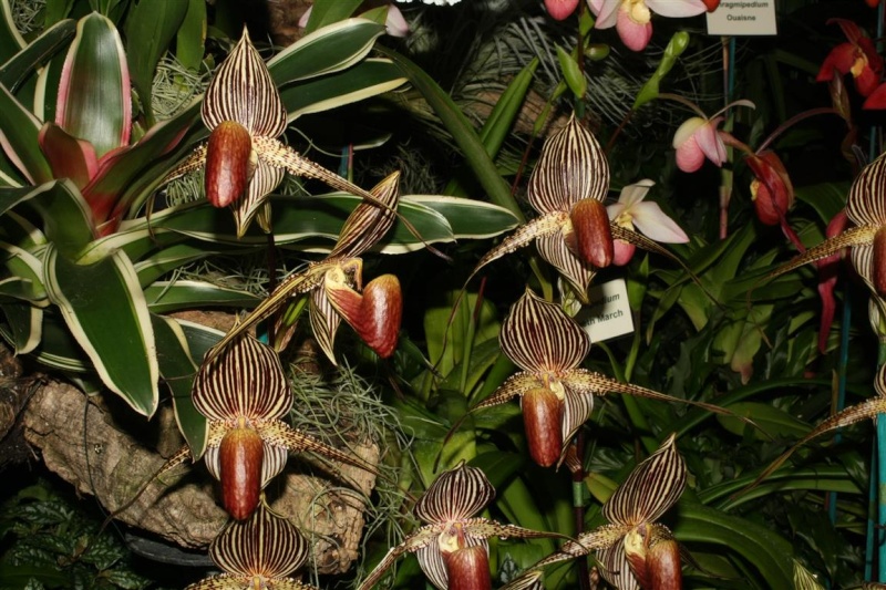 17th European Orchid Show (EOC) and Conference London / Londres 2015 (9 au 12 avril) - Page 2 Img_0343