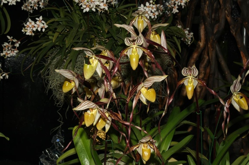 17th European Orchid Show (EOC) and Conference London / Londres 2015 (9 au 12 avril) - Page 2 Img_0414