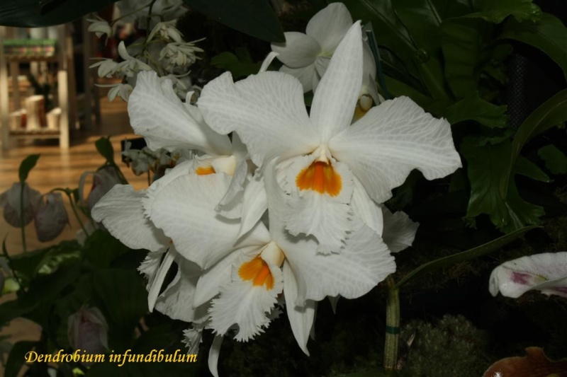 17th European Orchid Show (EOC) and Conference London / Londres 2015 (9 au 12 avril) - Page 2 Img_0416