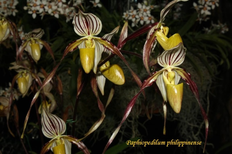 17th European Orchid Show (EOC) and Conference London / Londres 2015 (9 au 12 avril) - Page 2 Img_0426