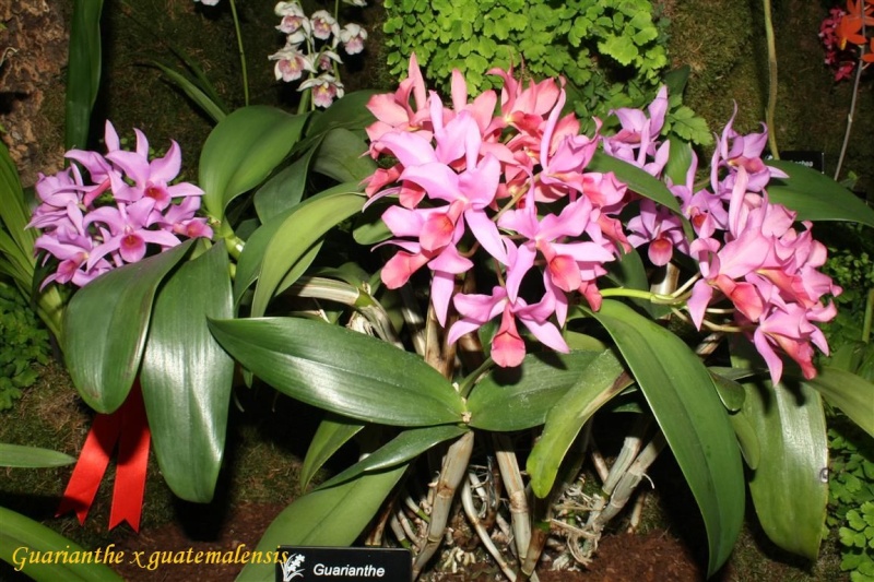 17th European Orchid Show (EOC) and Conference London / Londres 2015 (9 au 12 avril) - Page 4 Img_0431