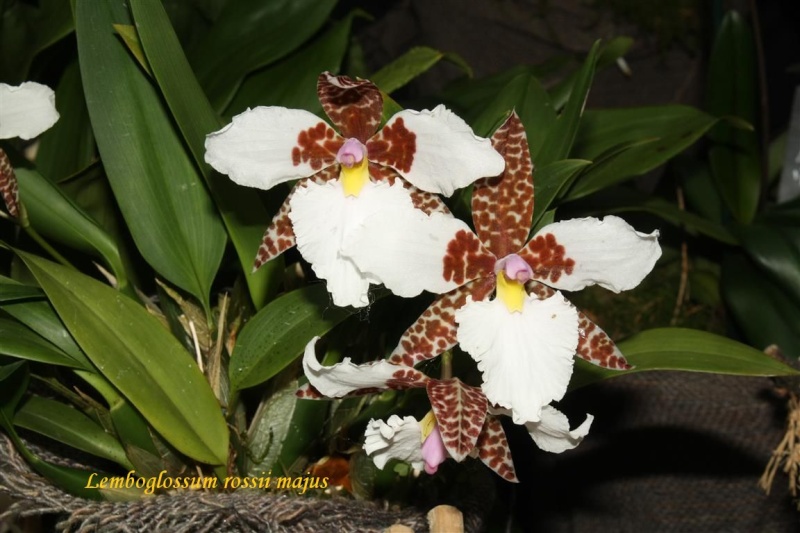 17th European Orchid Show (EOC) and Conference London / Londres 2015 (9 au 12 avril) - Page 4 Img_0434