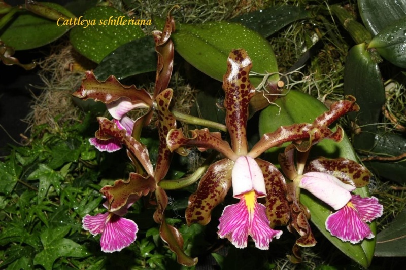 17th European Orchid Show (EOC) and Conference London / Londres 2015 (9 au 12 avril) - Page 4 Img_0436