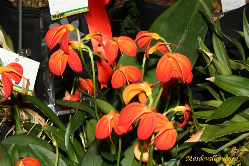 17th European Orchid Show (EOC) and Conference London / Londres 2015 (9 au 12 avril) - Page 4 Img_0443