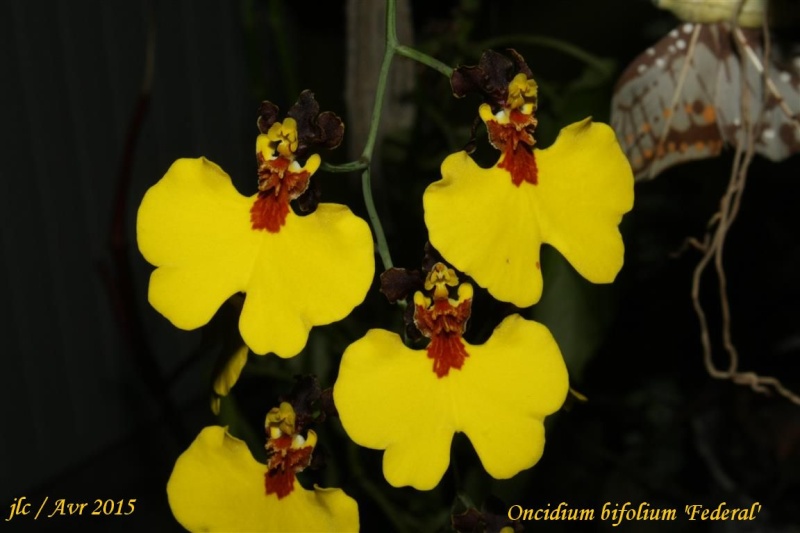 Gomesa bifolia (Oncidium bifolium) 'Federal' Oncidi10