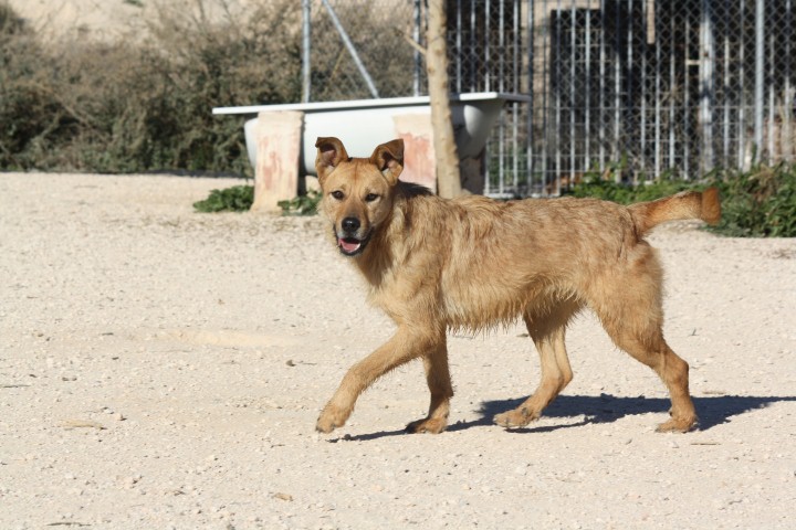 BETA, née en 2012, croisée podenco portugais Beta610