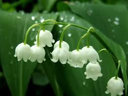 Acrostiche de Muguet Muguet10