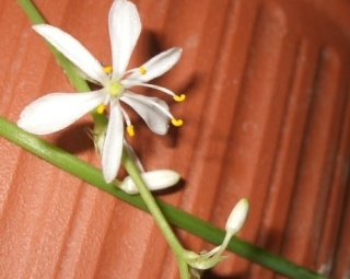 Le chlorophytum -plante araignée-une plante très facile à cultiver Florai10