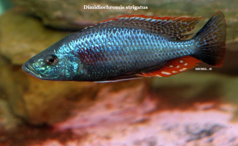 Dimidiochromis strigatus Dimidi10