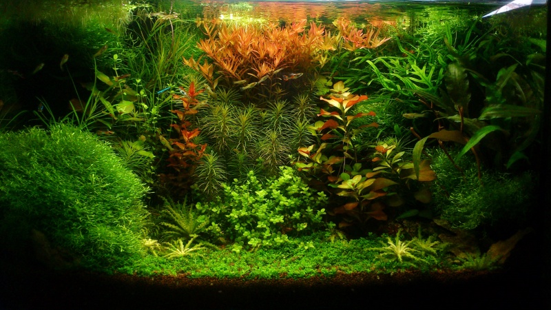 aquarium 54litres planté - Page 6 01210