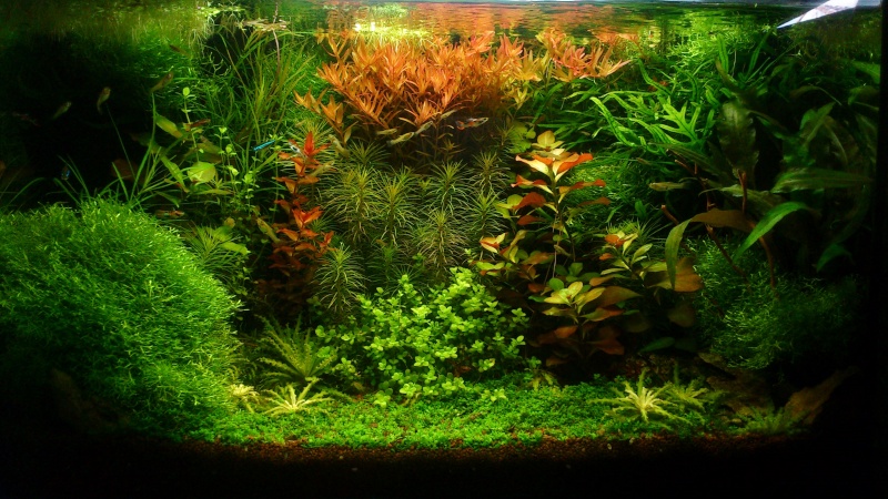 aquarium 54litres planté - Page 6 01210