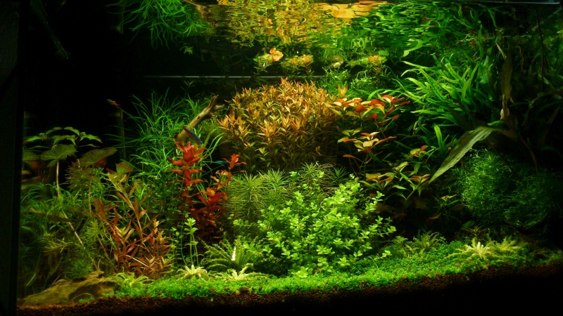 aquarium 54litres planté - Page 6 07010