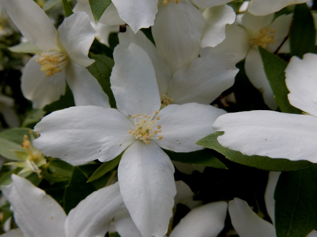 Philadelphus - Le genre - les seringats Camp_k16