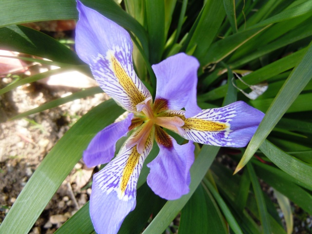 Iris lazica  Octobr19